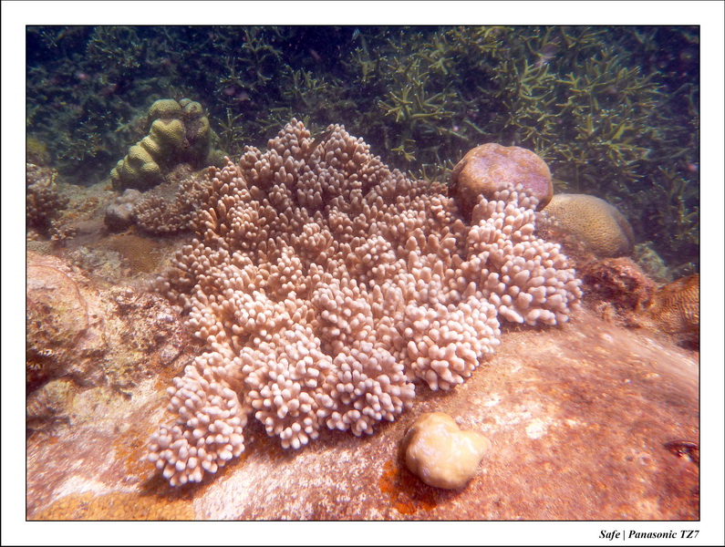 2009   07   Perhentians 083